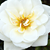 Fehér - Talajtakaró rózsa - Kent Cover ®